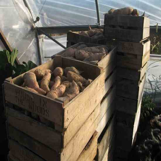 Cure Sweet Potato
 How to Cure Sweet Potatoes Homesteading and Livestock
