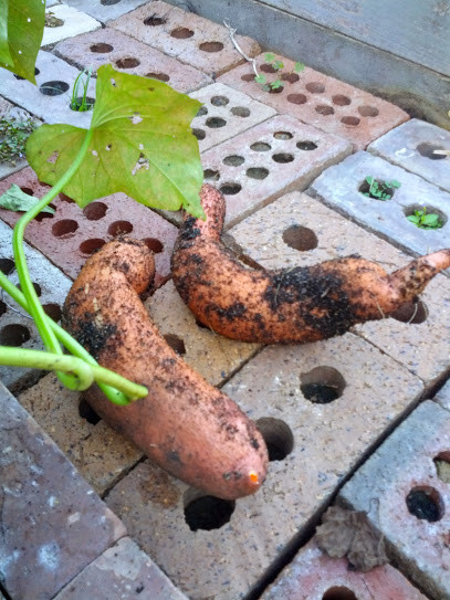 Cure Sweet Potato
 Greneaux Gardens How to Harvest and Cure Sweet Potatoes