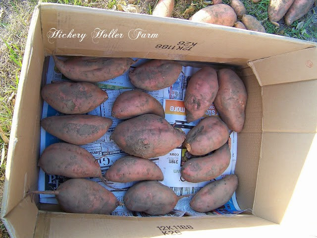 Cure Sweet Potato
 The Garden of Eaden July 2014