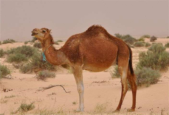 Dessert Animal Pictures
 10 Incredibly Adaptive Sahara Desert Animals