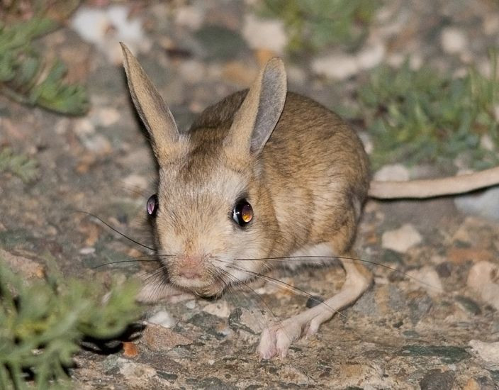 Dessert Animal Pictures
 10 Incredibly Adaptive Sahara Desert Animals