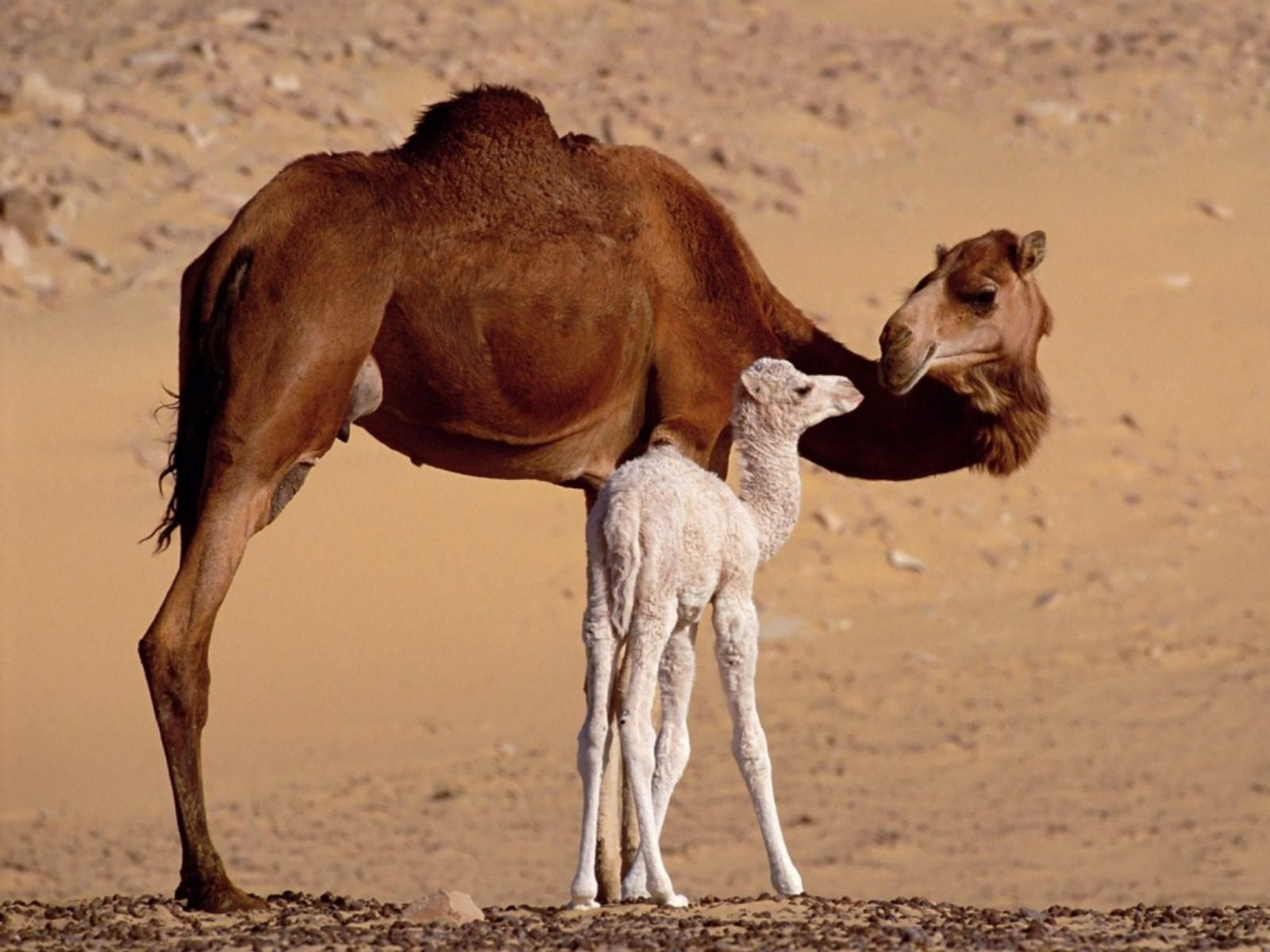 Dessert Animal Pictures
 1000 images about Desert Animal Curriculum on Pinterest