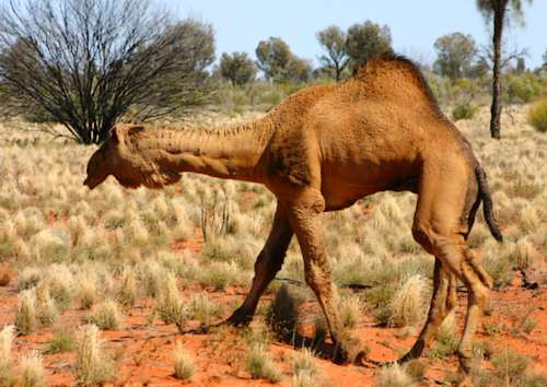 Dessert Animal Pictures
 Australian Desert Animals Wildlife In The Outback