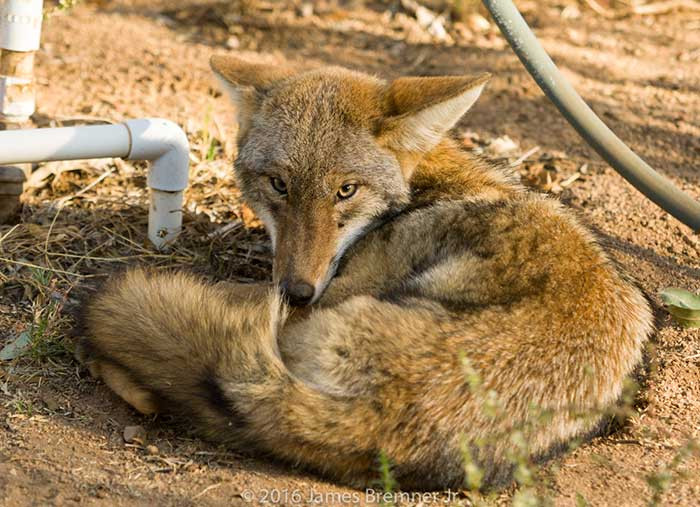 Dessert Animal Pictures
 6 Ways to Get Close Up s of Desert Animals DesertUSA