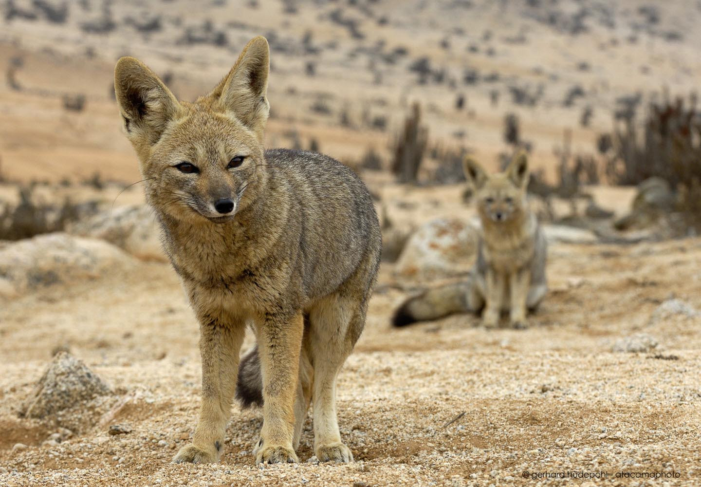 Dessert Animal Pictures
 Atacama Desert Animals photos birds lizards insects