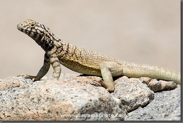 Dessert Animal Pictures
 Australian Desert Animals