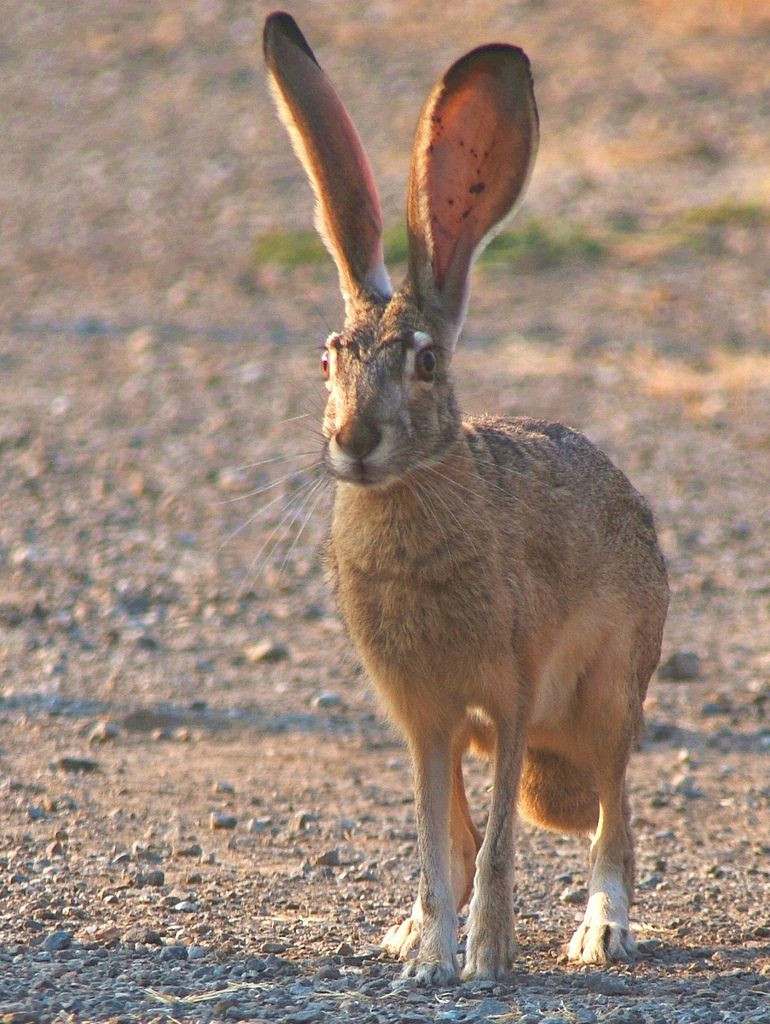 Dessert Animal Pictures
 Black tailed jackrabbit