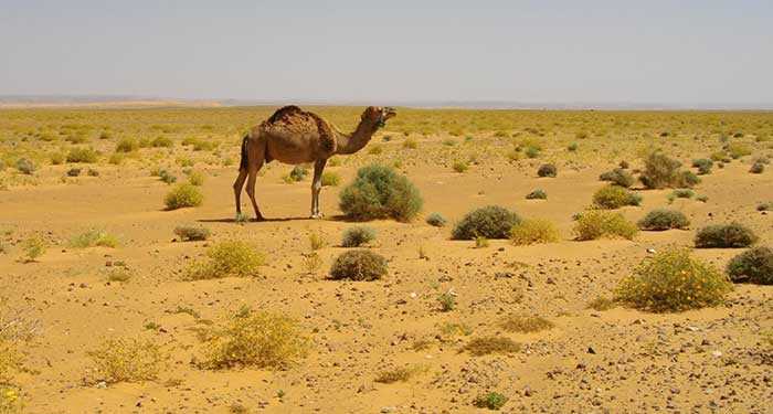 Dessert Animal Pictures
 NATURE AMAZING ANIMALS AND PLANTS OF THE SAHARA DESERT