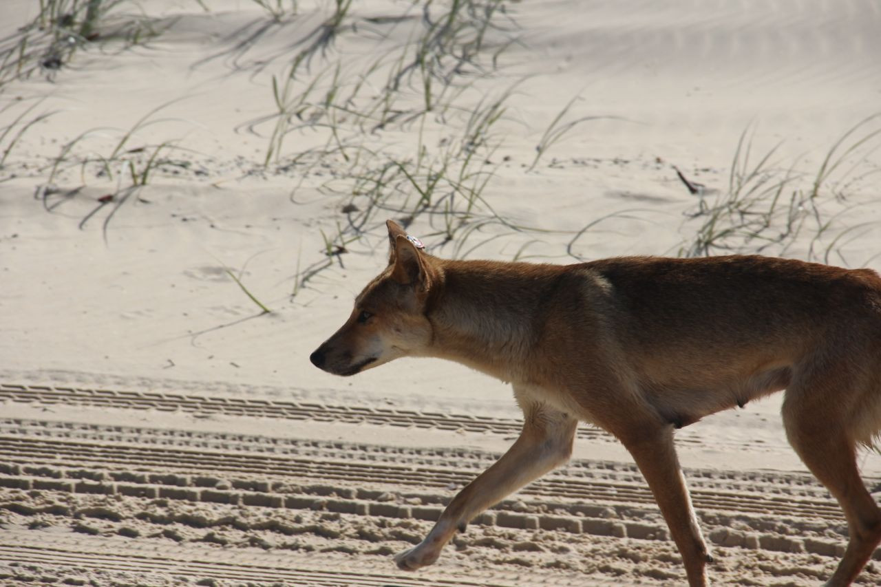 Dingoes At Dinner Time
 Dingos at Dinnertime