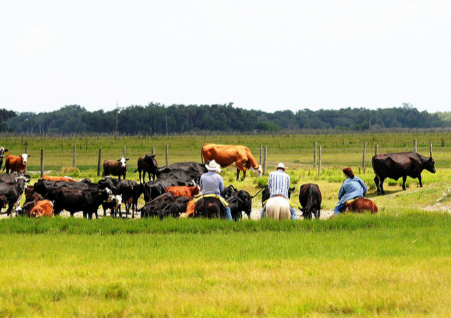 Dinner Island Ranch
 Dinner Island Ranch Hendry Co FL