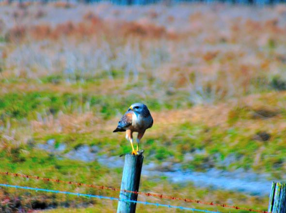 Dinner Island Ranch
 Hawk at Dinner Island Ranch WMA