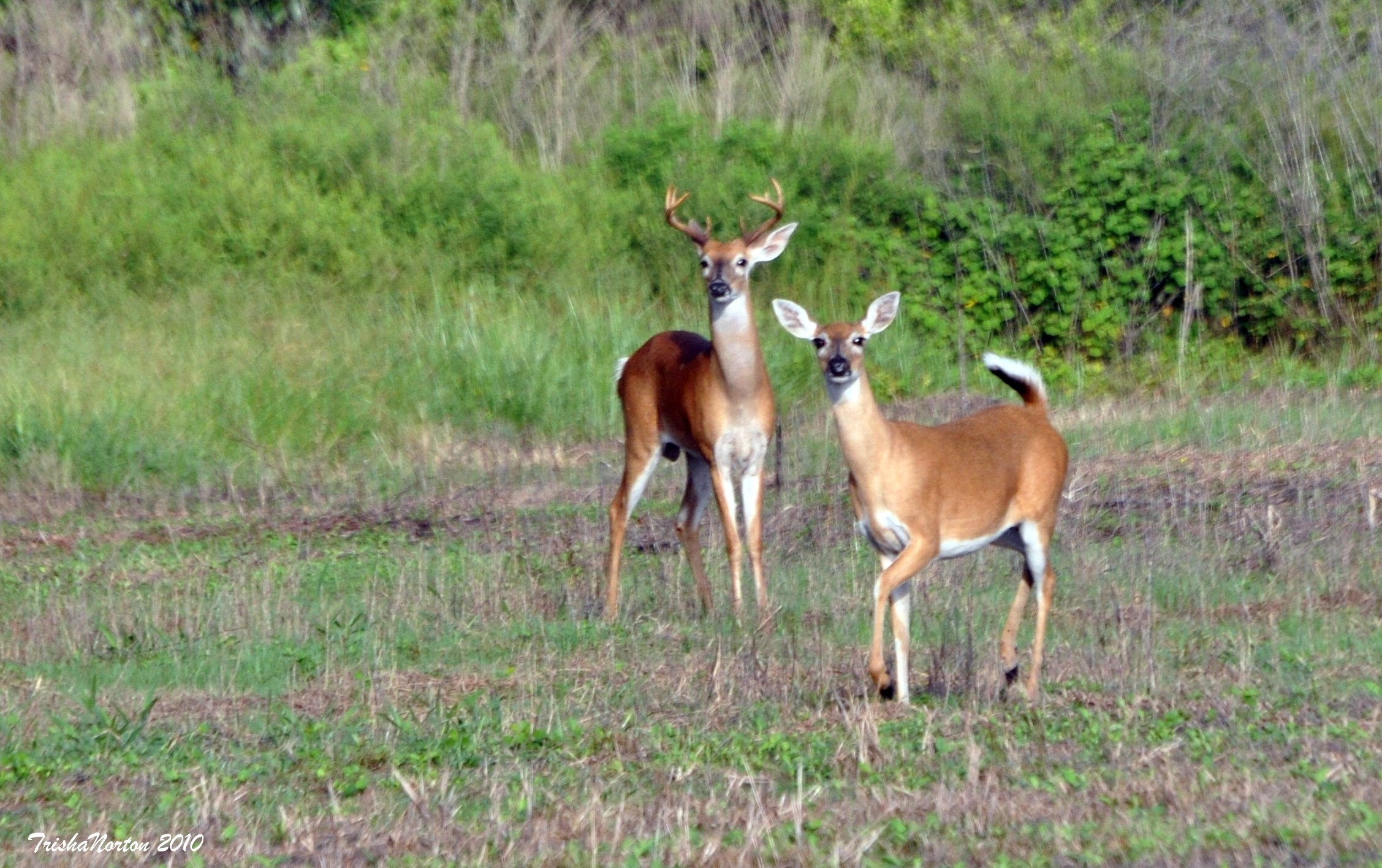 Dinner Island Ranch
 Dinner Island Ranch White tailed Deer