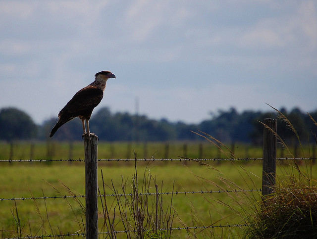 Dinner Island Ranch
 Crested Caracara Dinner Island Ranch WMA Florida