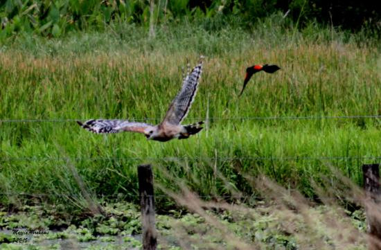 Dinner Island Ranch
 Dinner Island Ranch Clewiston 2018 ALL You Need to