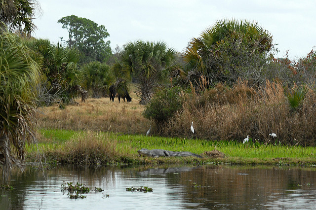 Dinner Island Ranch
 Dinner Island Ranch WMA