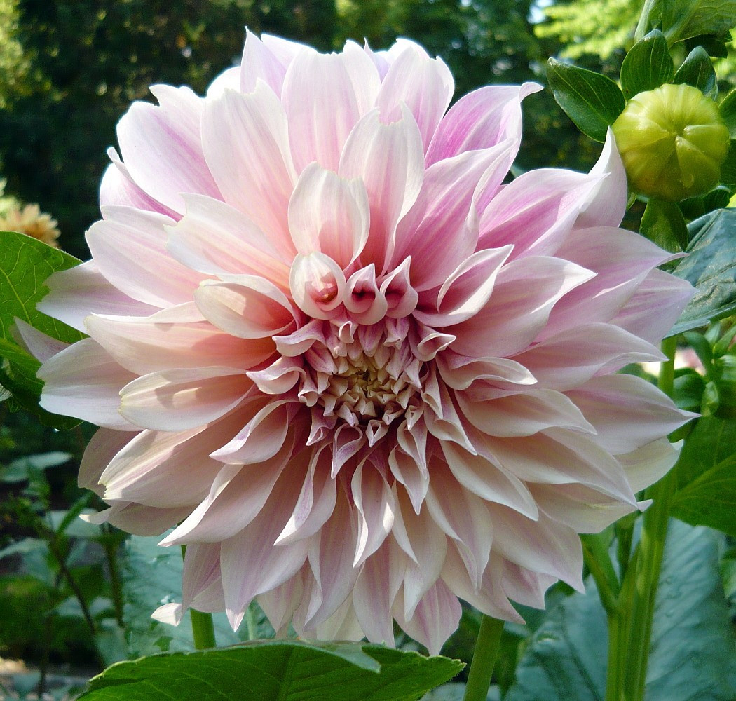 Dinner Plate Dahlia
 Cafe au Lait Dinner Plate Dahlias 2 Bulb Clumps