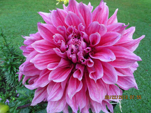 Dinner Plate Dahlia
 Dinner Plate Dahlias are Sure to be the Stars of your