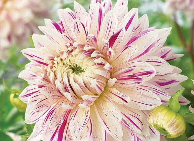 Dinner Plate Dahlia
 Dinner plate dahlias bring spectacular look to gardens