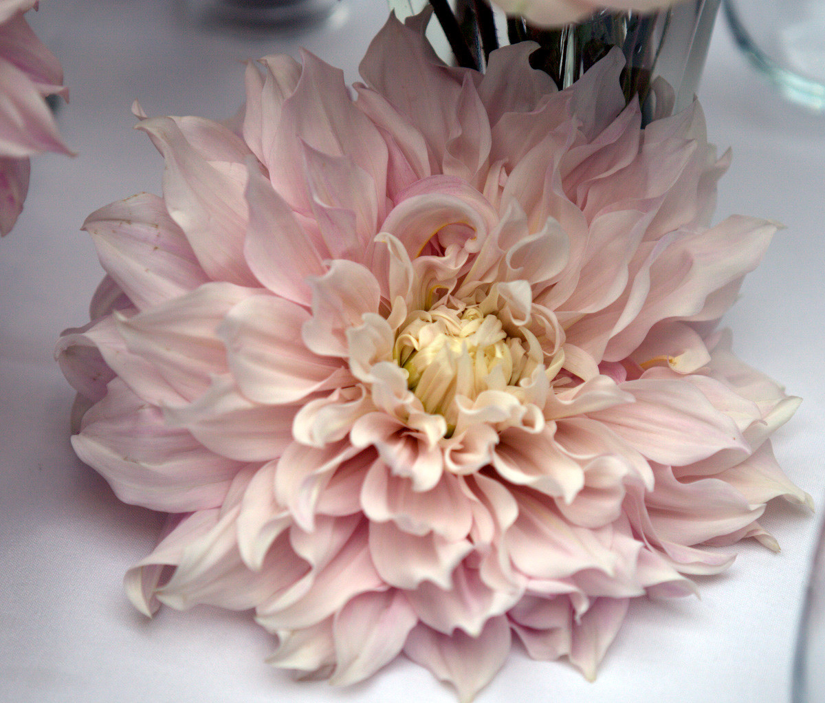 Dinner Plate Dahlia
 Dinner Plate Dahlias Brad Austin