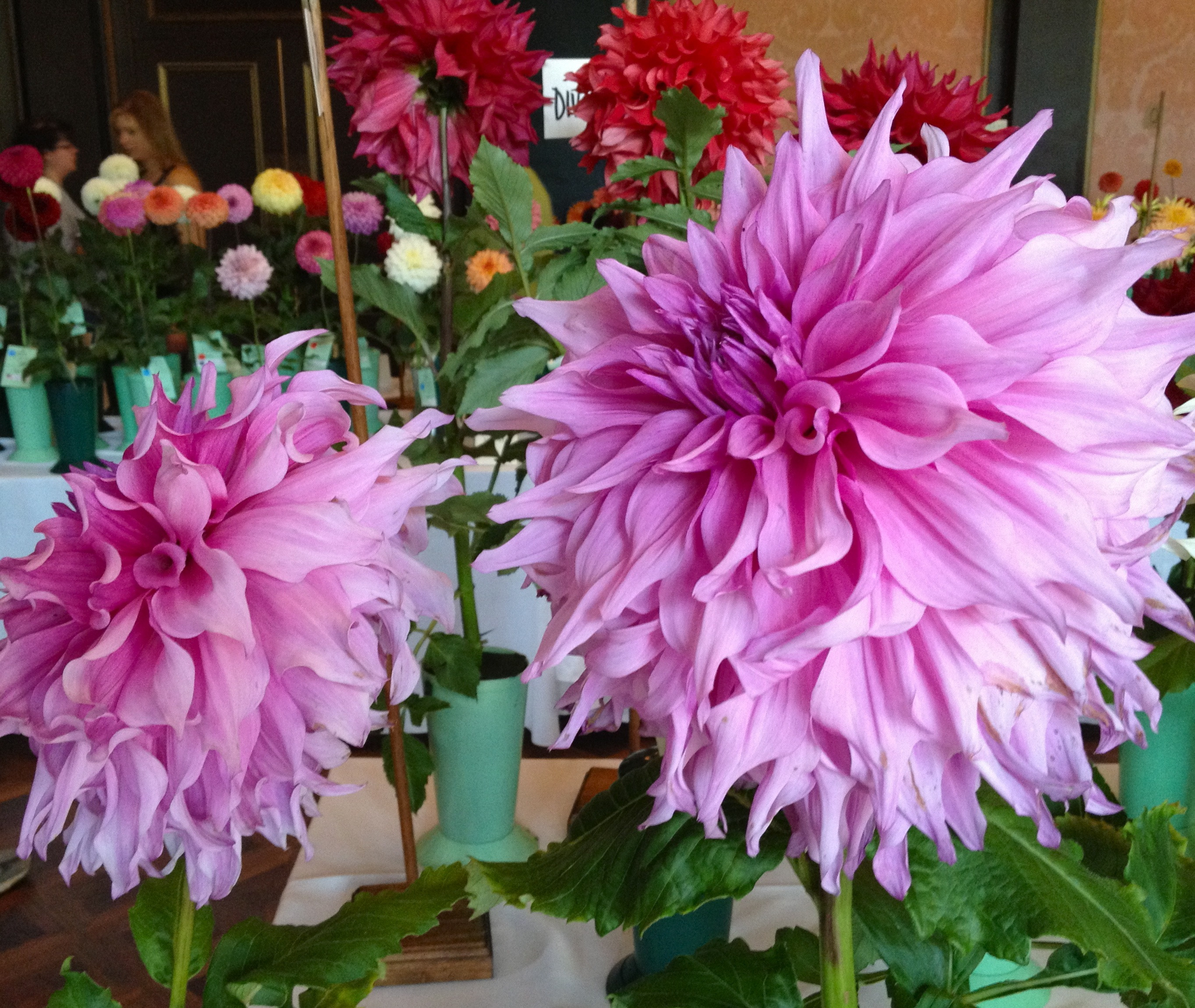 Dinner Plate Dahlia
 Dahlias Bigger than my head Victoria Elizabeth Barnes