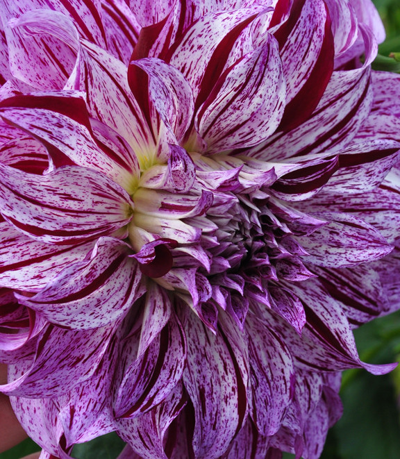 Dinner Plate Dahlia
 Amazing Dinner Plates Dahlias