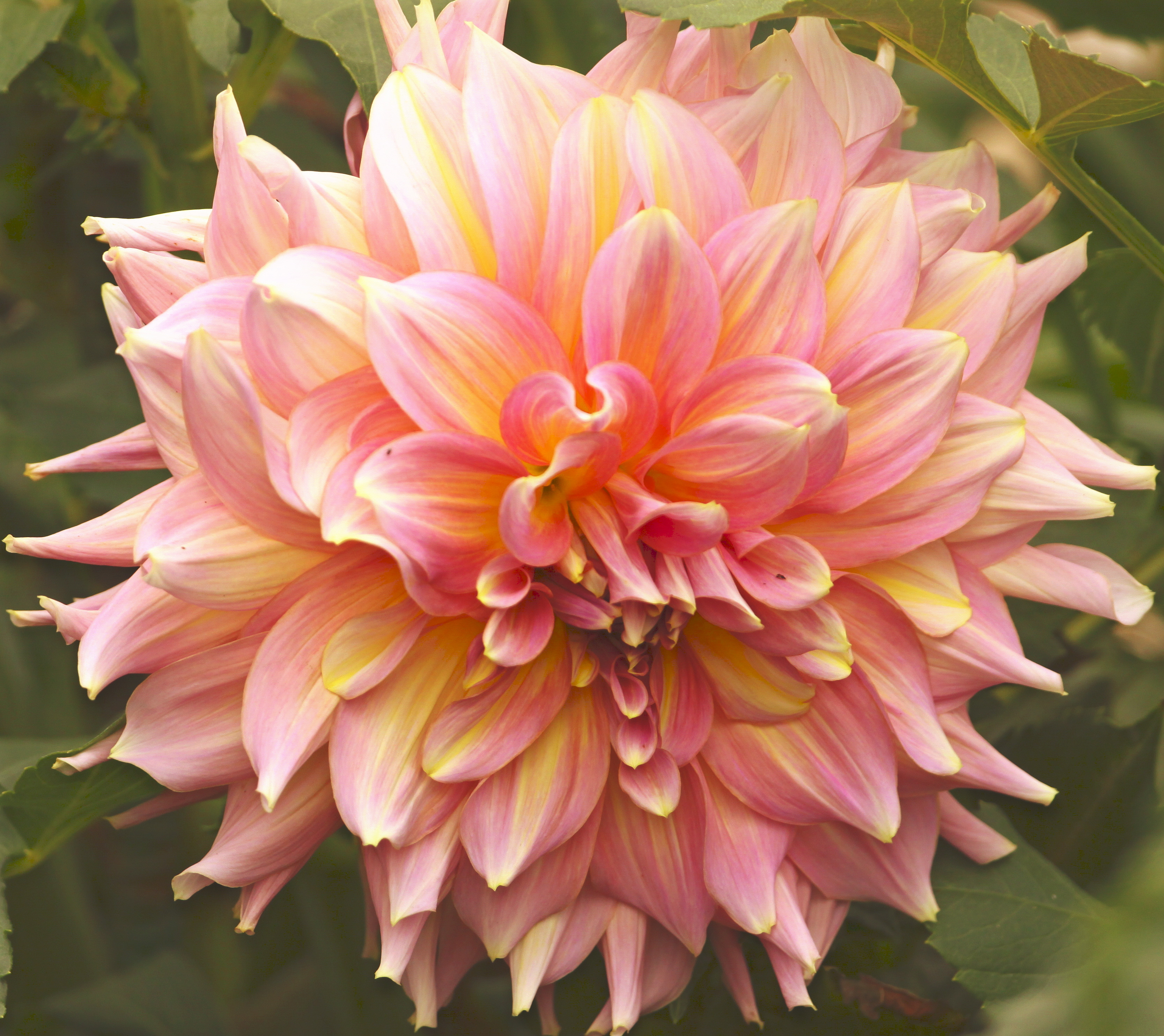 Dinner Plate Dahlia
 Dinner Plate Dahlia