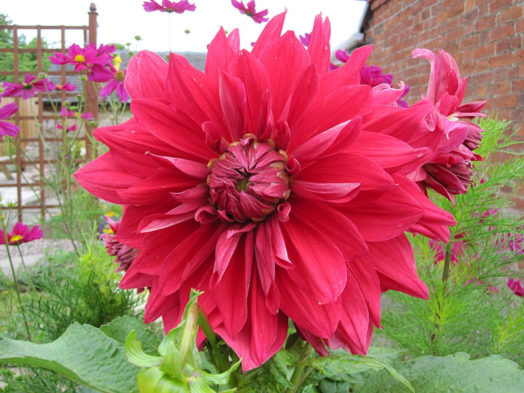 Dinner Plate Dahlia
 How to Impress your Friends Grow Dinner Plate Dahlias in