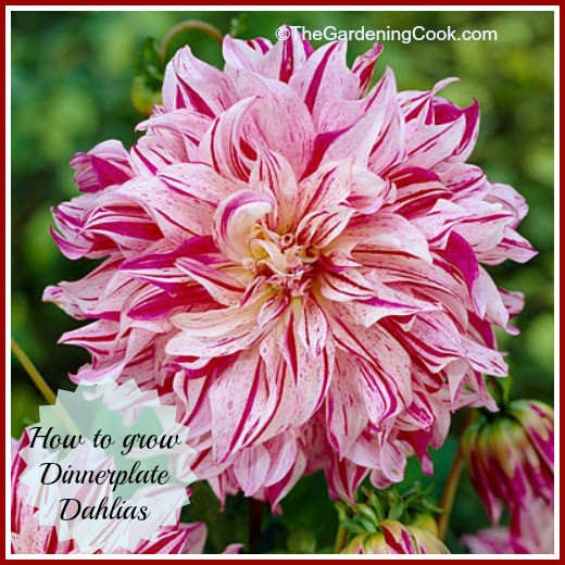 Dinner Plate Dahlia
 Dinner Plate Dahlias are Sure to be the Stars of your