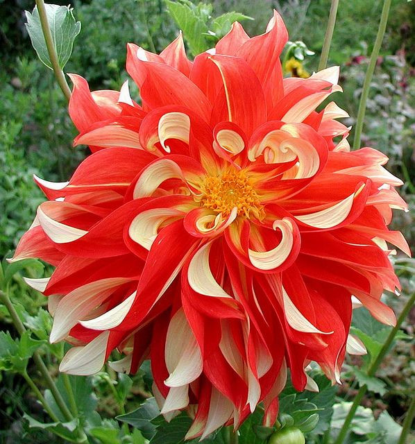 Dinner Plate Dahlia
 Orange Cream Dinner Plate dahlia Flowers