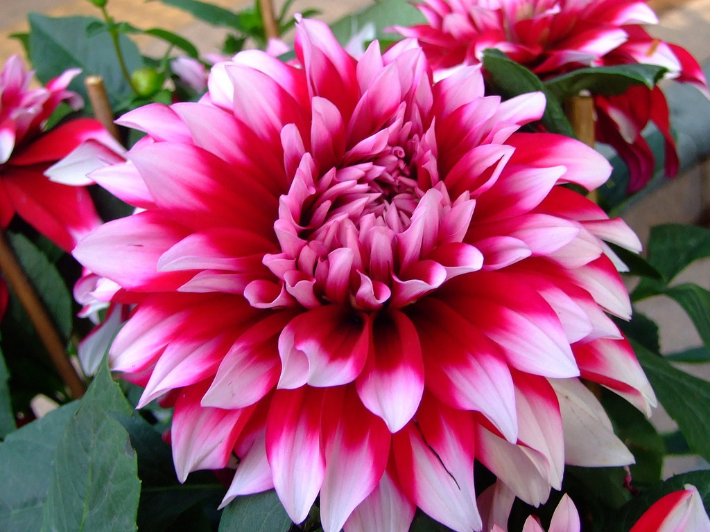 Dinner Plate Dahlia
 ASTERACEAE 菊科 Dinner plate Dahlia "Mystery Day" Dahlia