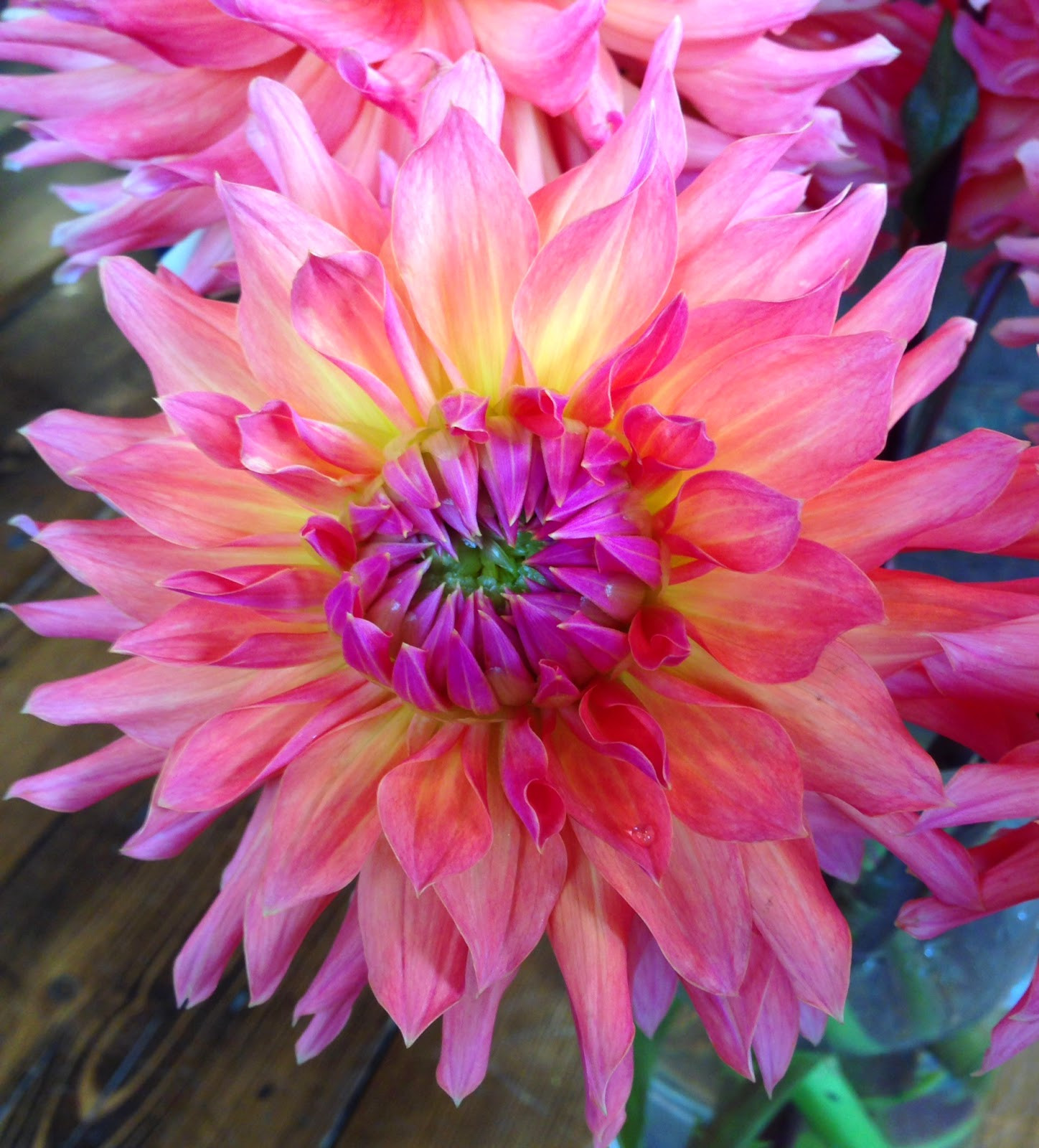 Dinner Plate Dahlia
 flower of the week dinner plate dahlia august 14 Les