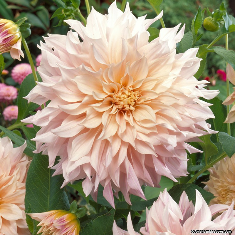 Dinner Plate Dahlias
 59 Dahlia Dinner Plate Ottos Thrill Dinnerplate Dahlia