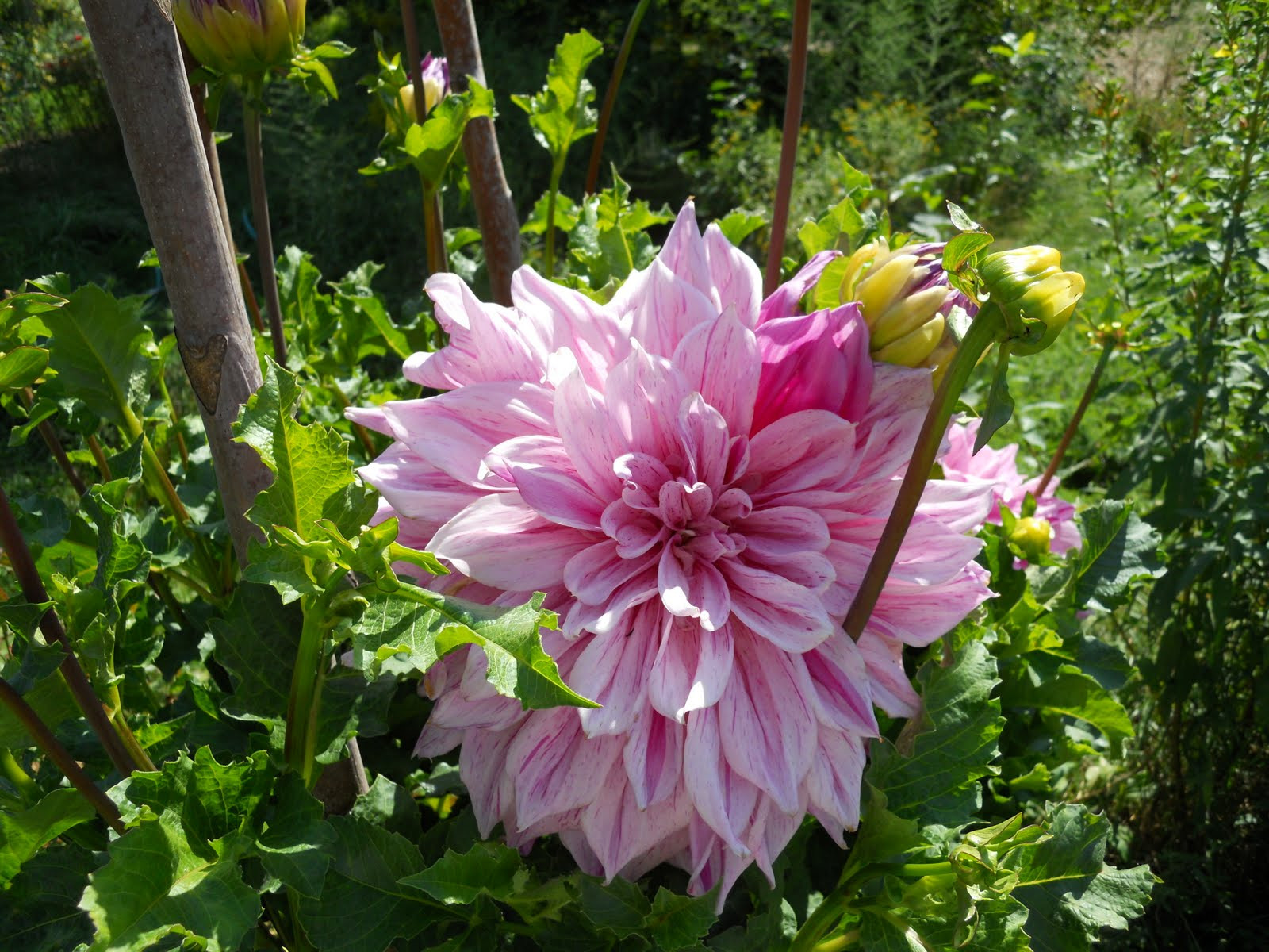 Dinner Plate Dahlias
 A Year In The Garden Dinner Is Served