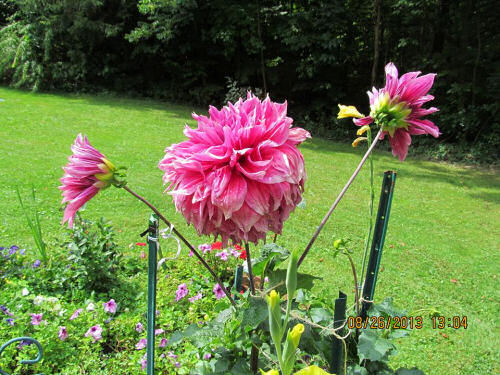 Dinner Plate Dahlias
 Dinner Plate Dahlias are Sure to be the Stars of your