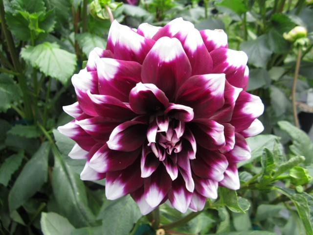 Dinner Plate Dahlias
 Dinner Plate Dahlia