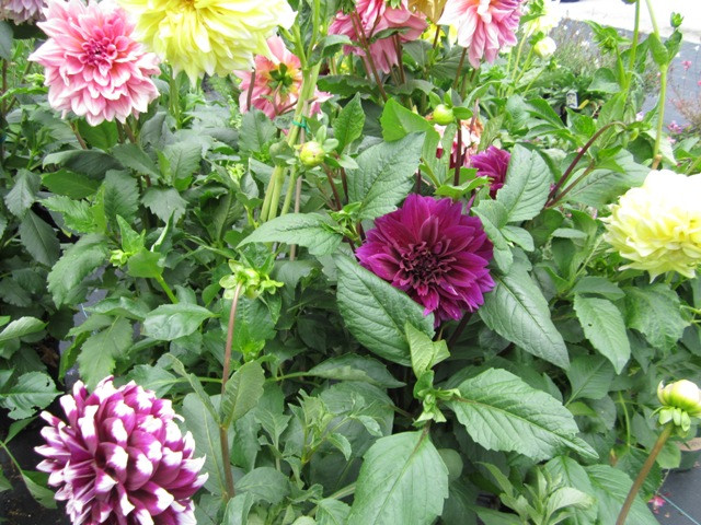 Dinner Plate Dahlias
 Dinner Plate Dahlia