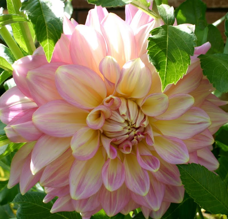 Dinner Plate Dahlias
 GIANT DINNER PLATE DAHLIAS WELL WORTH THE WAIT Sowing