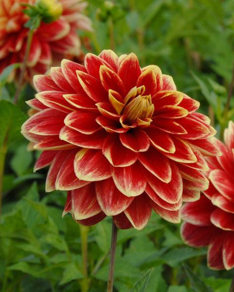 Dinner Plate Dahlias
 Dinner Plate Dahlia Tubers Buy Dinner Plate Dahlias