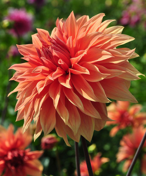 Dinner Plate Dahlias
 Hometalk