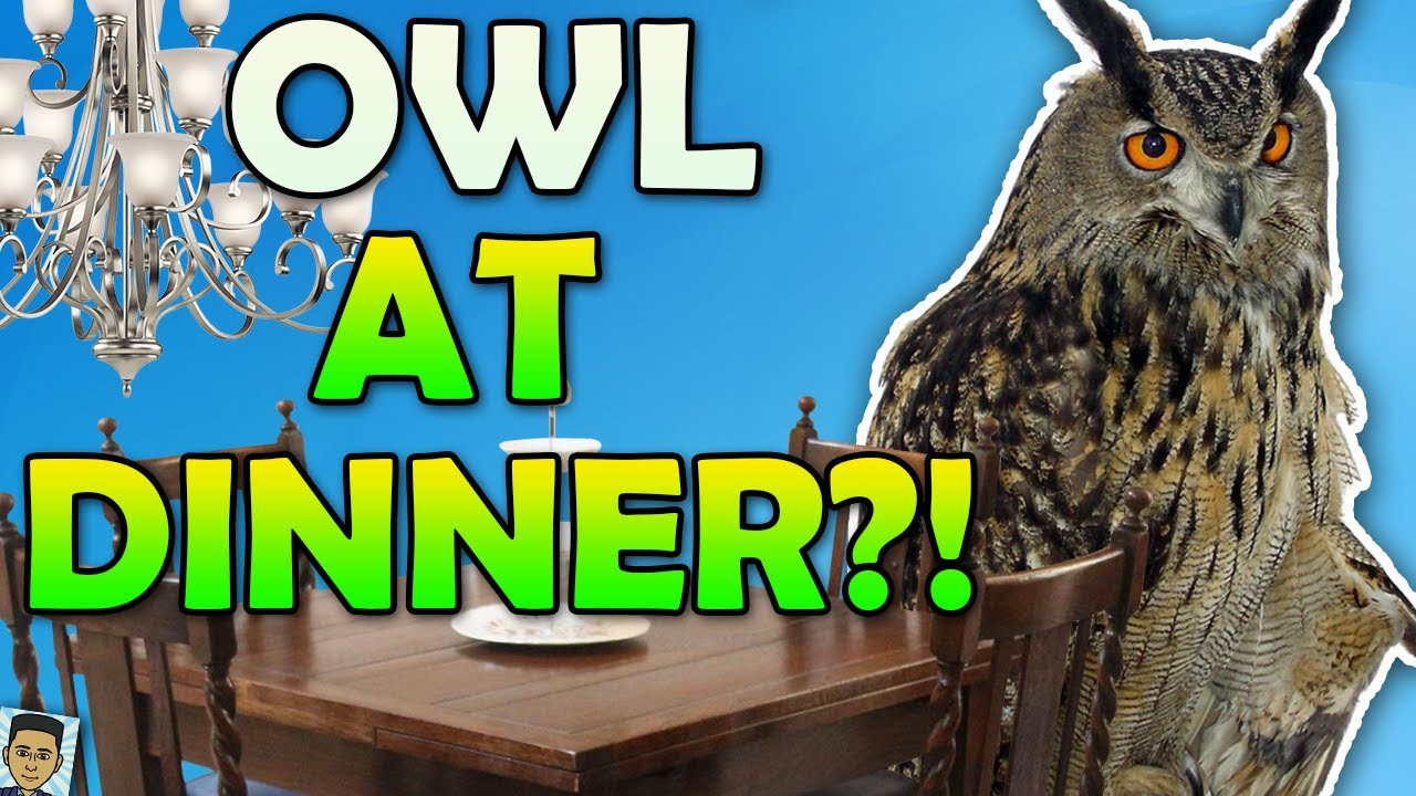 Dinner With An Owl
 Dinner With An Owl Game