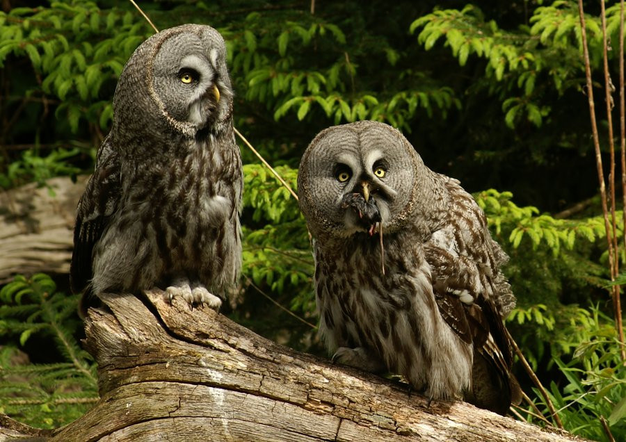 Dinner With An Owl
 dinner party of great grey owl by Malmborg on deviantART