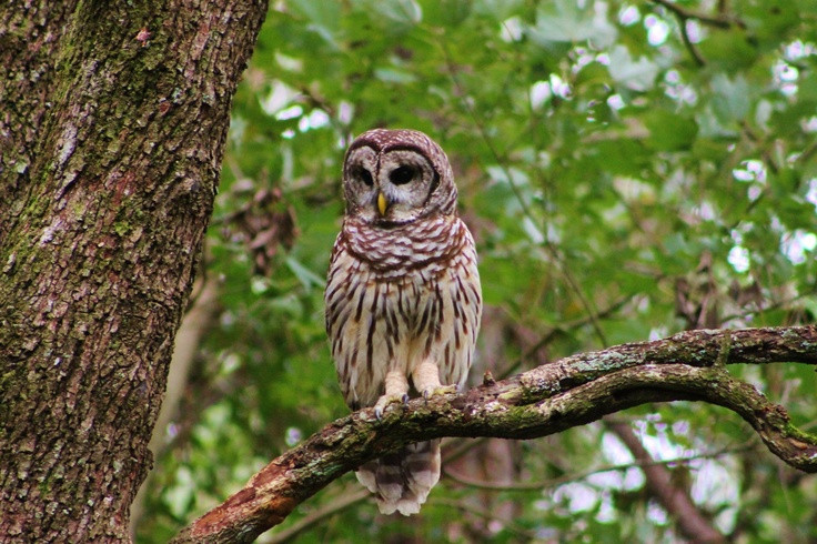 Dinner With An Owl
 Owl looking for dinner Barred Owl Pinterest