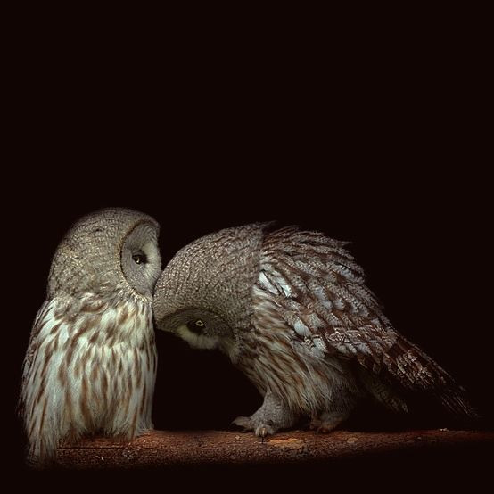 Dinner With An Owl
 Owls ☚i sorry i took the last mouse i catch you one for