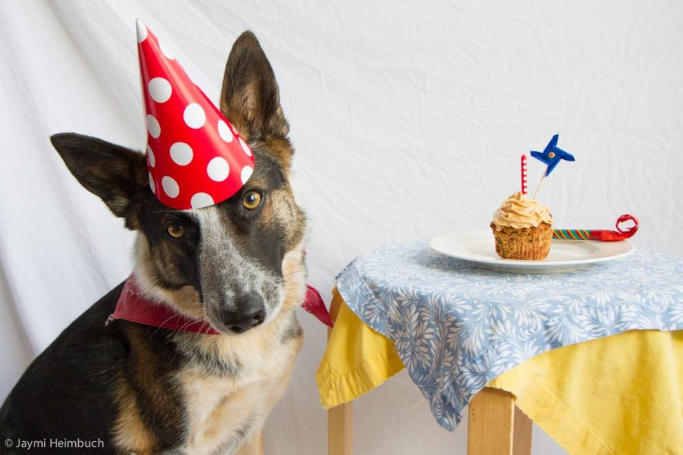 Dog Birthday Cake
 How to make a dog birthday cake