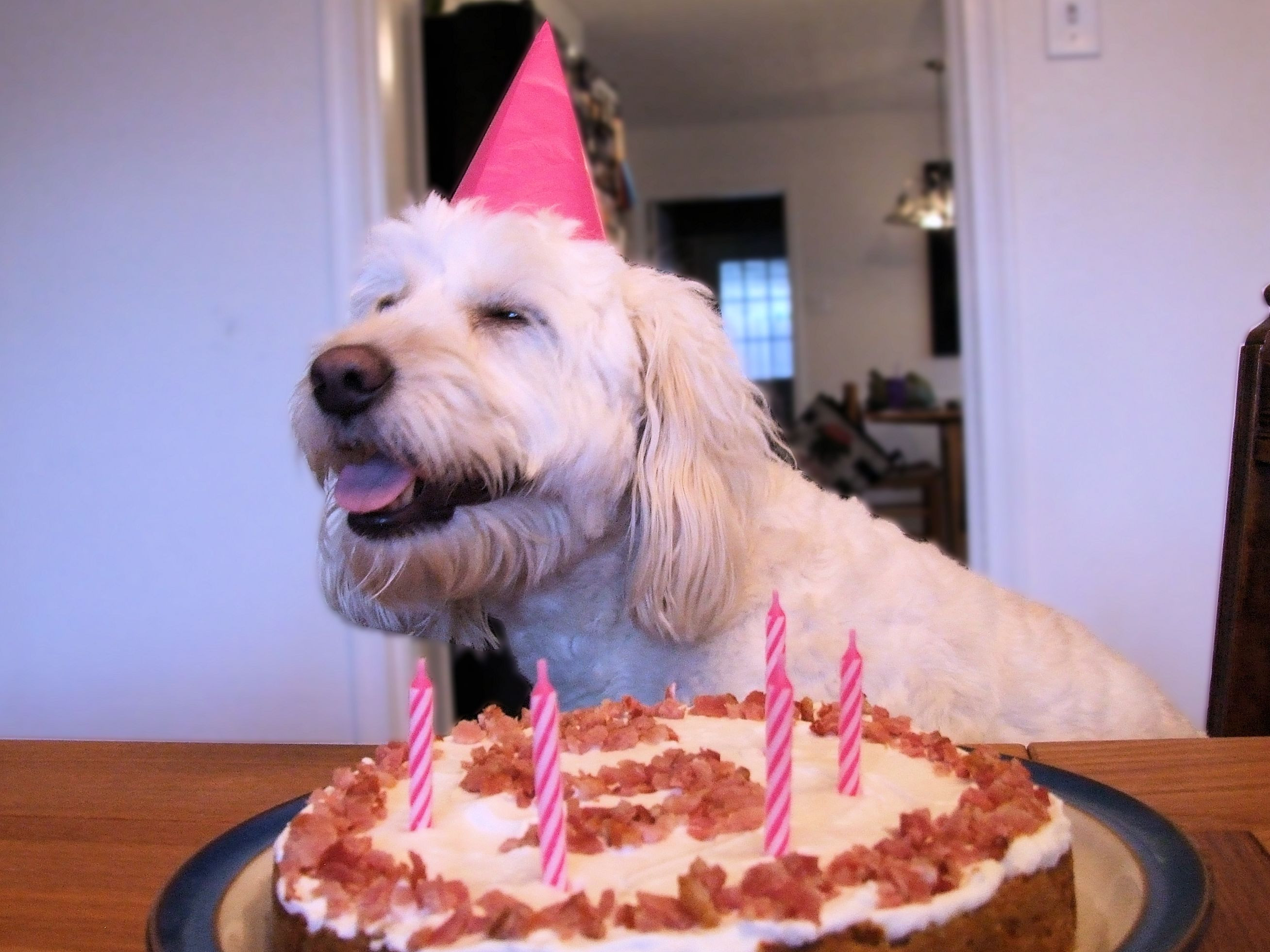 Dog Birthday Cake
 A Puppy Treat Dog Birthday Cake