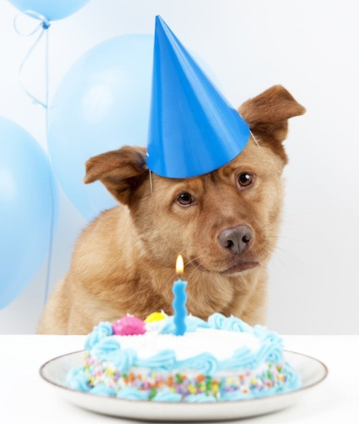 Dog Birthday Cake
 The Ultimate Guide to Dog Birthday Cake Recipes