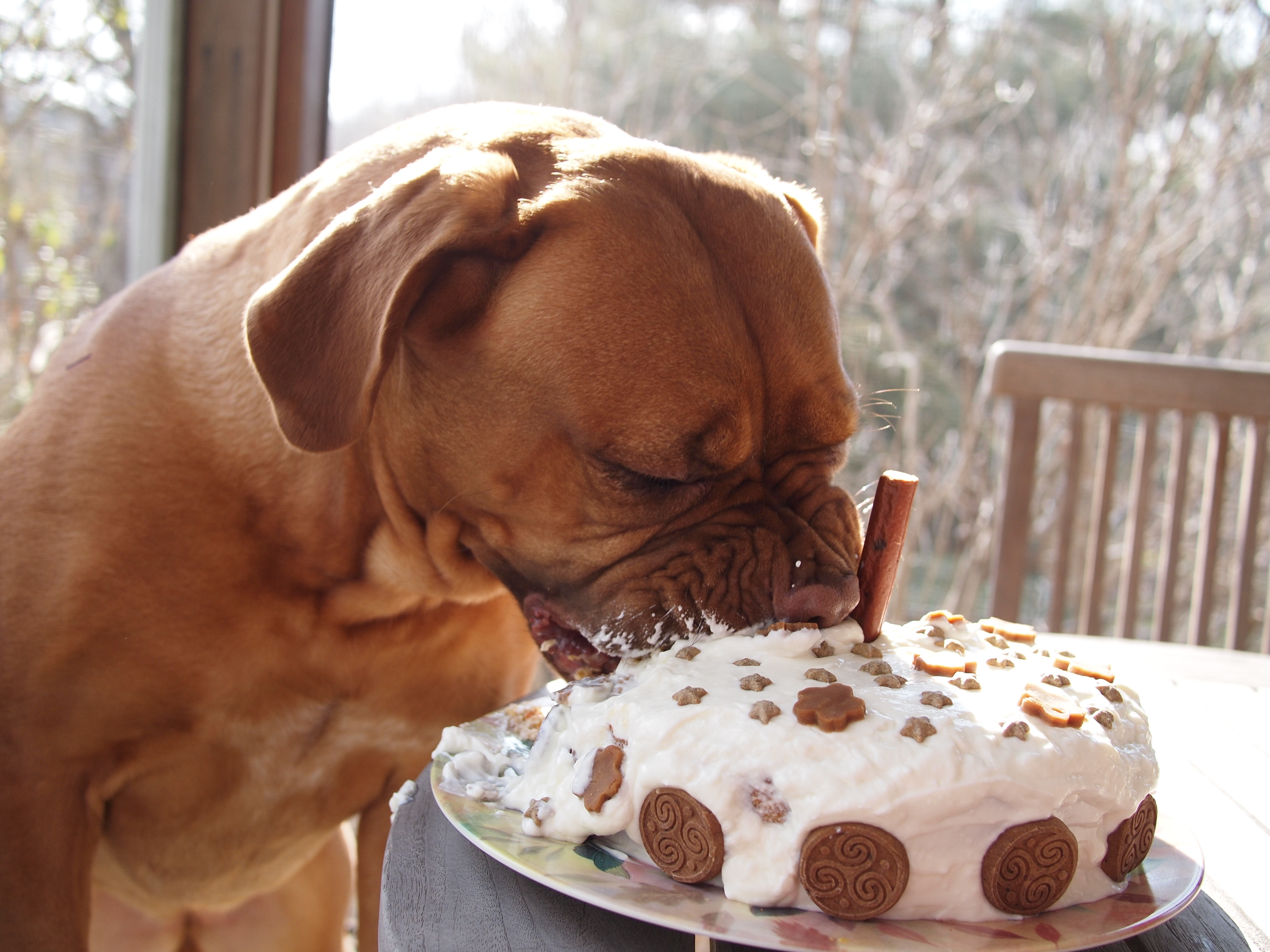 Doggie Birthday Cake
 dog birthday cake