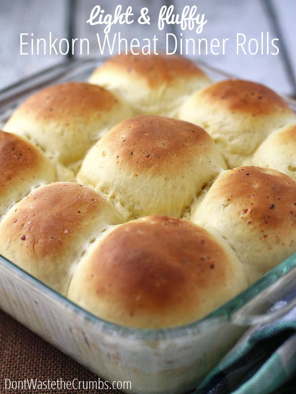 Fluffy Dinner Rolls
 Light and Fluffy Einkorn Dinner Rolls