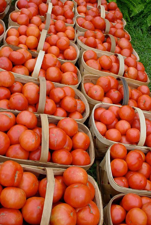 Grainger County Tomato Festival
 My Life As A Momma The Grainger County Tomato Festival