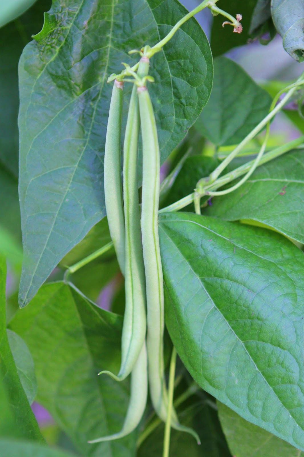 Green Bean Plant
 Gluten Free Alchemist Green Beans Cooked in Tomatoes